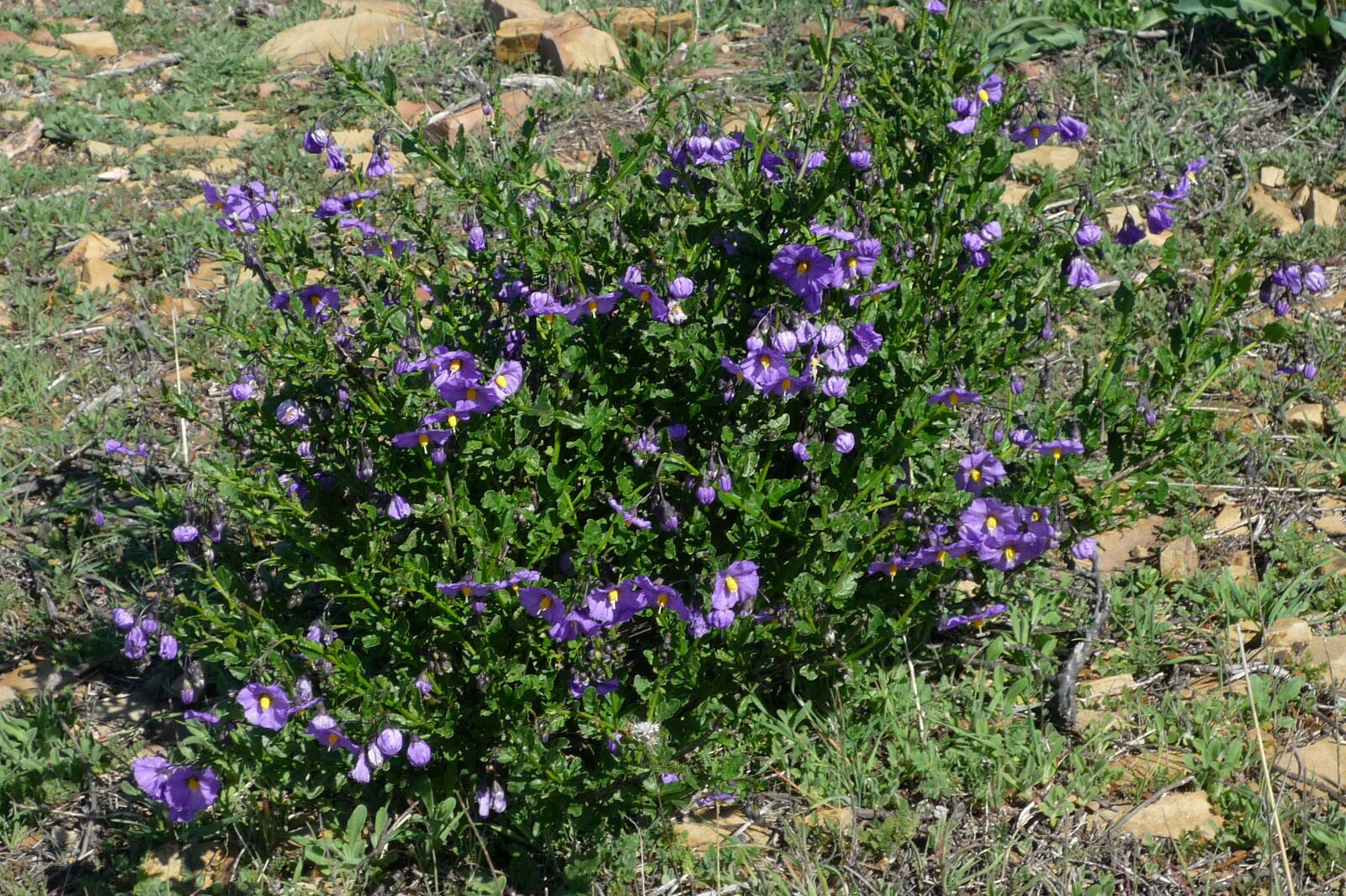 High Resolution Solanum umbelliferum Plant
